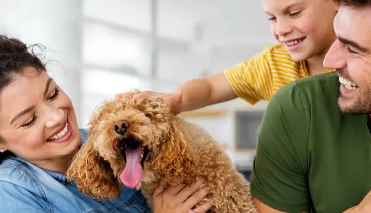 Pet Care and Training
