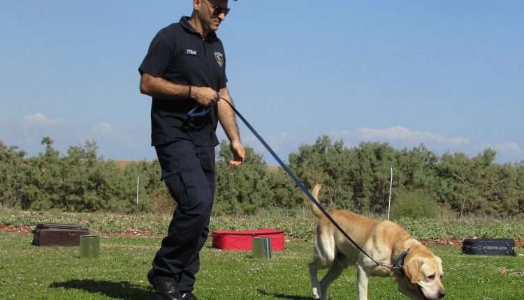 Dog Training Journey