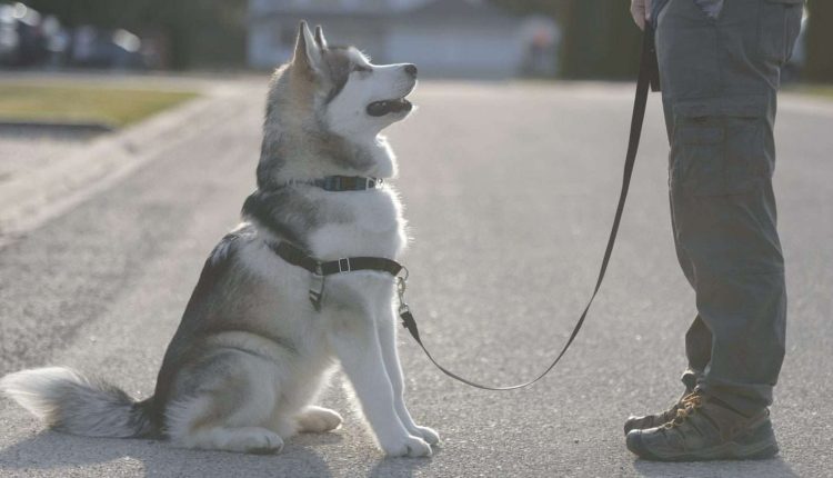 Dog Training Journey