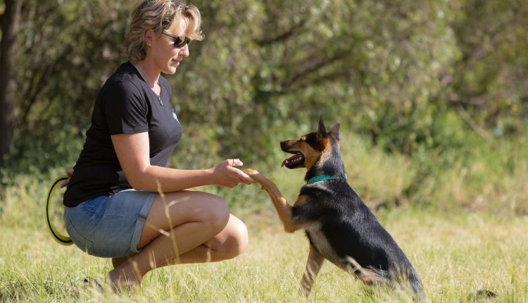 Choose a Dog Trainer