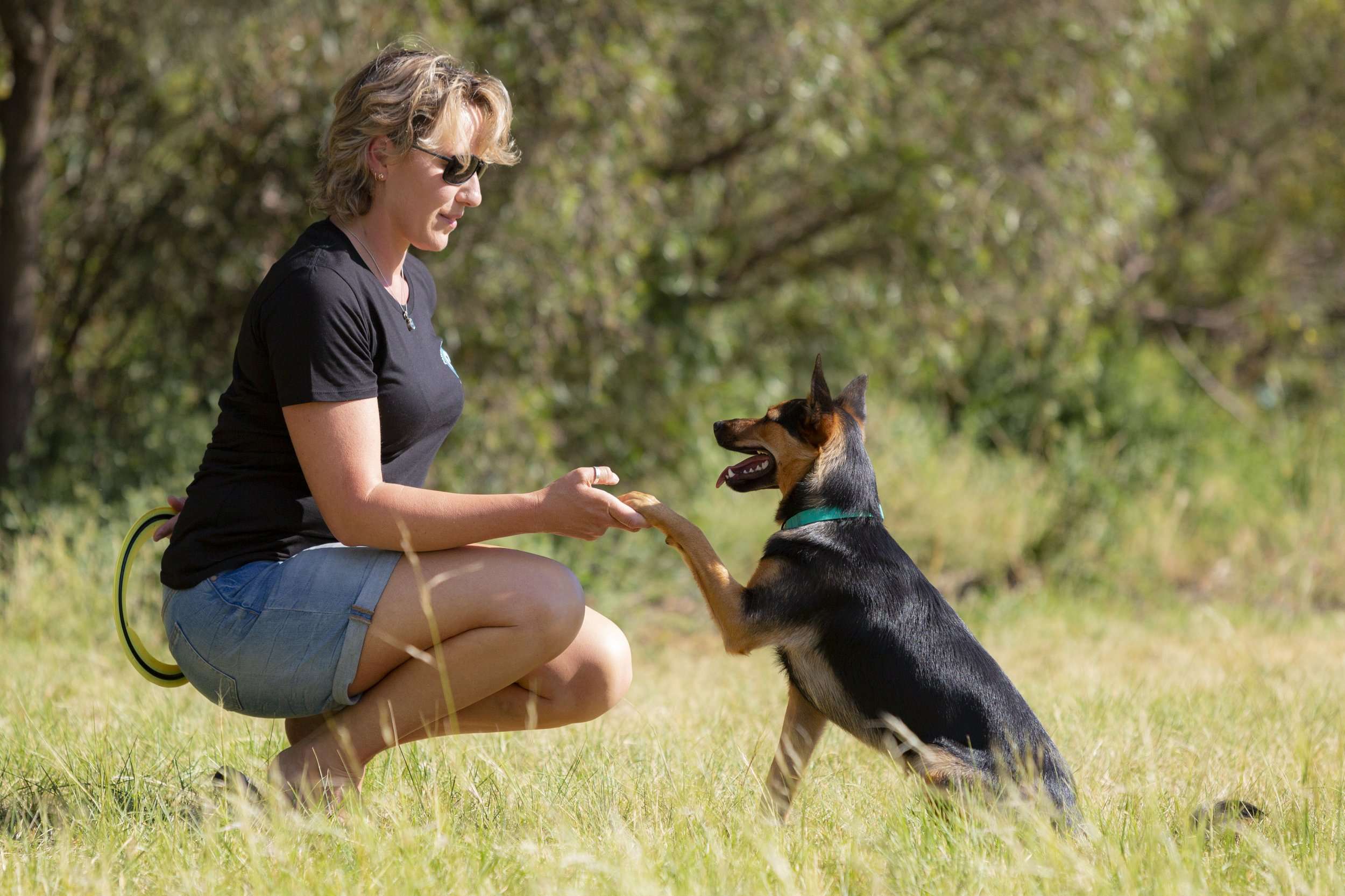 Choose a Dog Trainer
