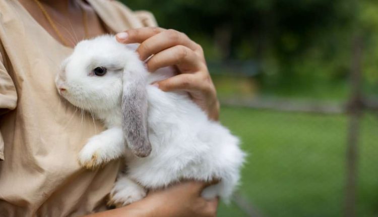 rabbit the loving pet