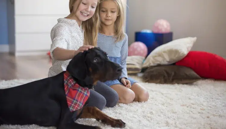 Top 5 Best Pets in United States